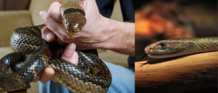 Man’s Snake Venom Immunity Inspires Groundbreaking Antivenom