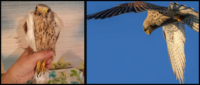 Ukrainian Falcon Injured After Attacking Russian Drone