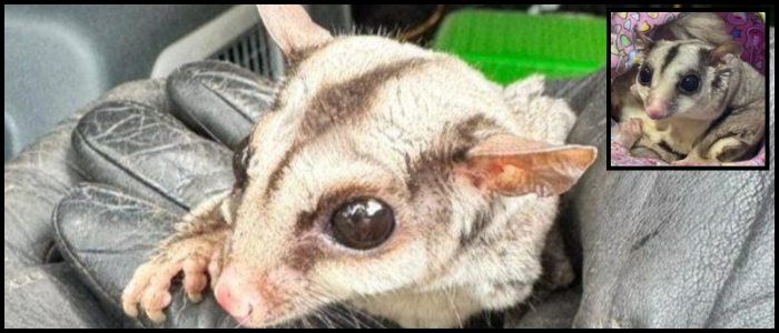 Sugar Glider Found on Warsaw Doorstep Shocks Resident