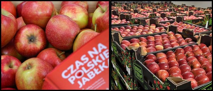 Poland Retains EU Lead in Apple Production Despite Decline
