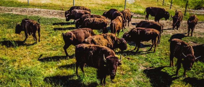 European Bison Population in Poland Hits Record 3,000